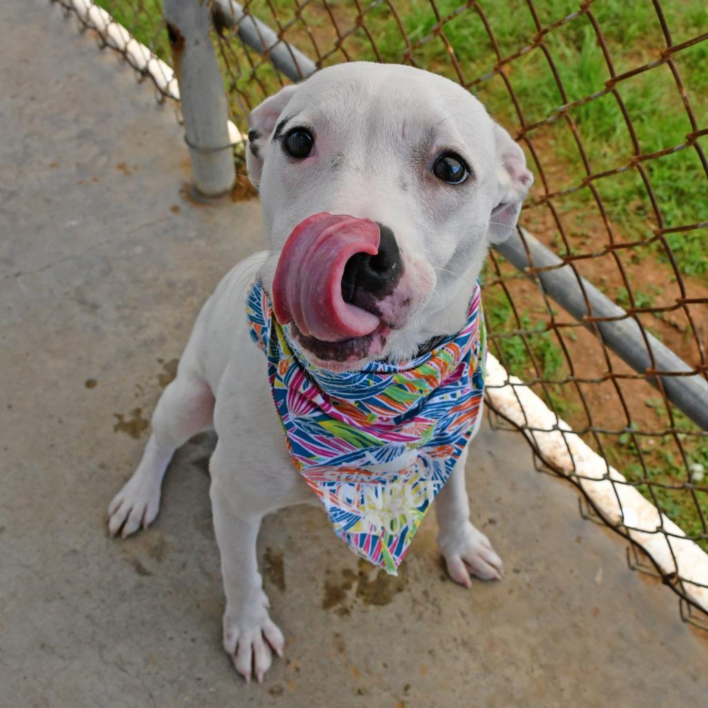Alix, a Adoptable Mixed Breed in Beaumont, TX image 4/6