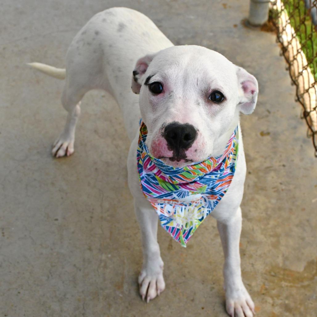 Alix, a Adoptable Mixed Breed in Beaumont, TX image 5/6