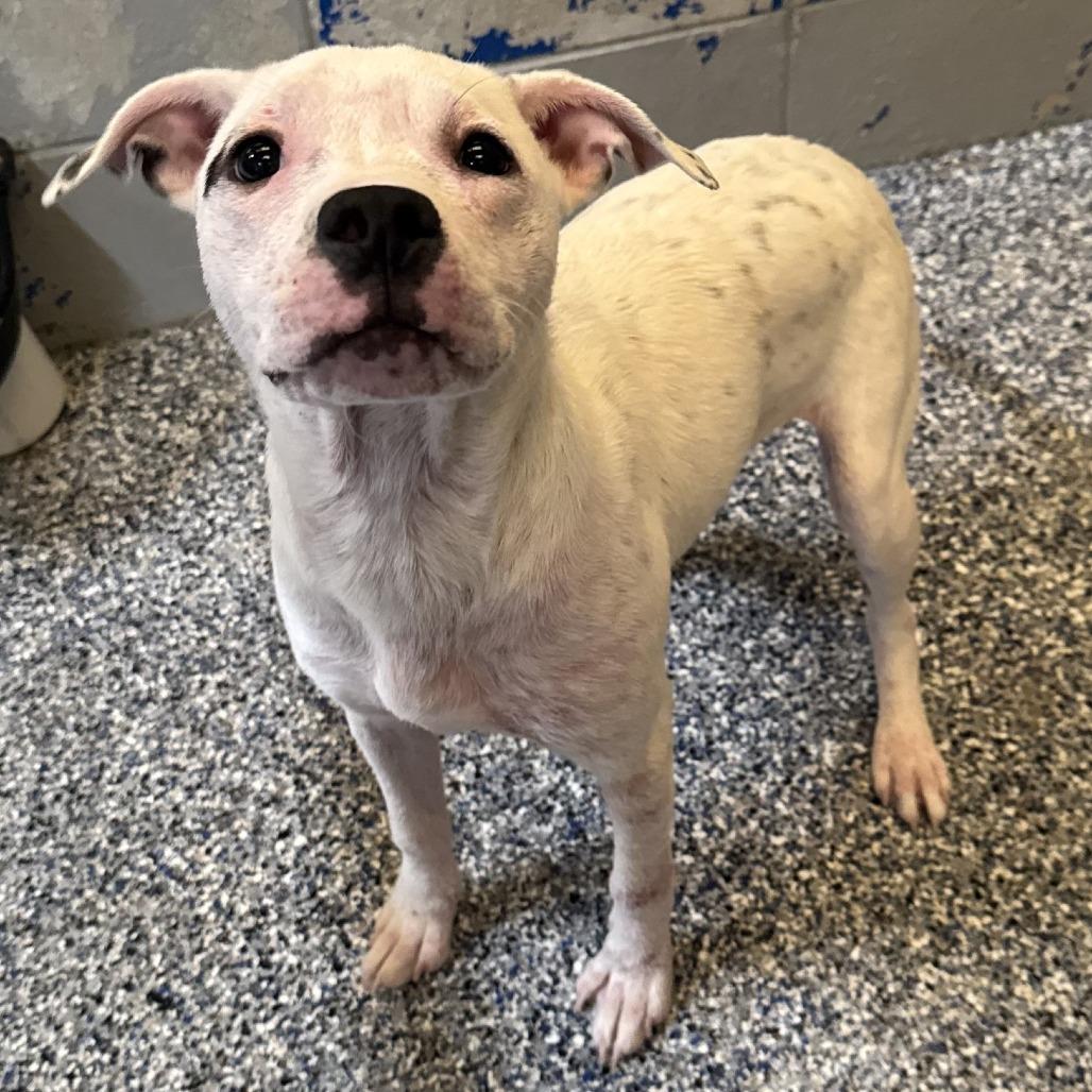Alix, a Adoptable Mixed Breed in Beaumont, TX image 6/6