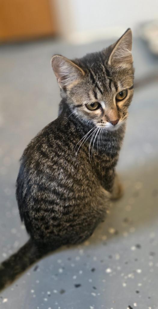 Miss Walker, Adoptable, Kitten Female Domestic Short Hair.