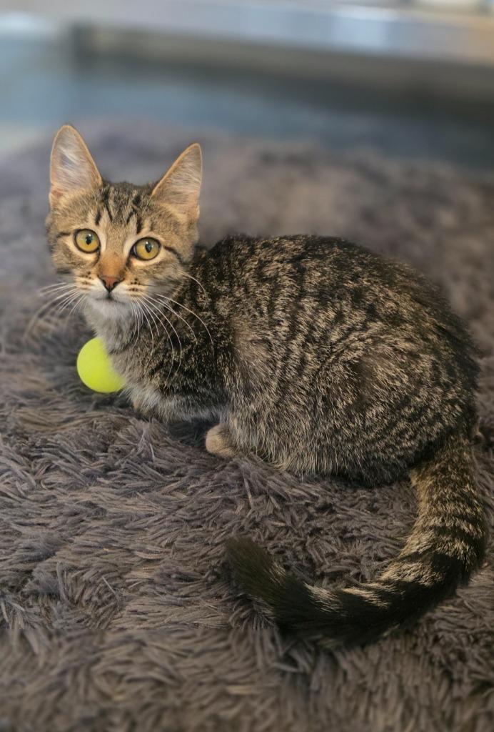 Enlarge Miss Walker, a Adoptable mixed breed in Miami, OK image 3/4
