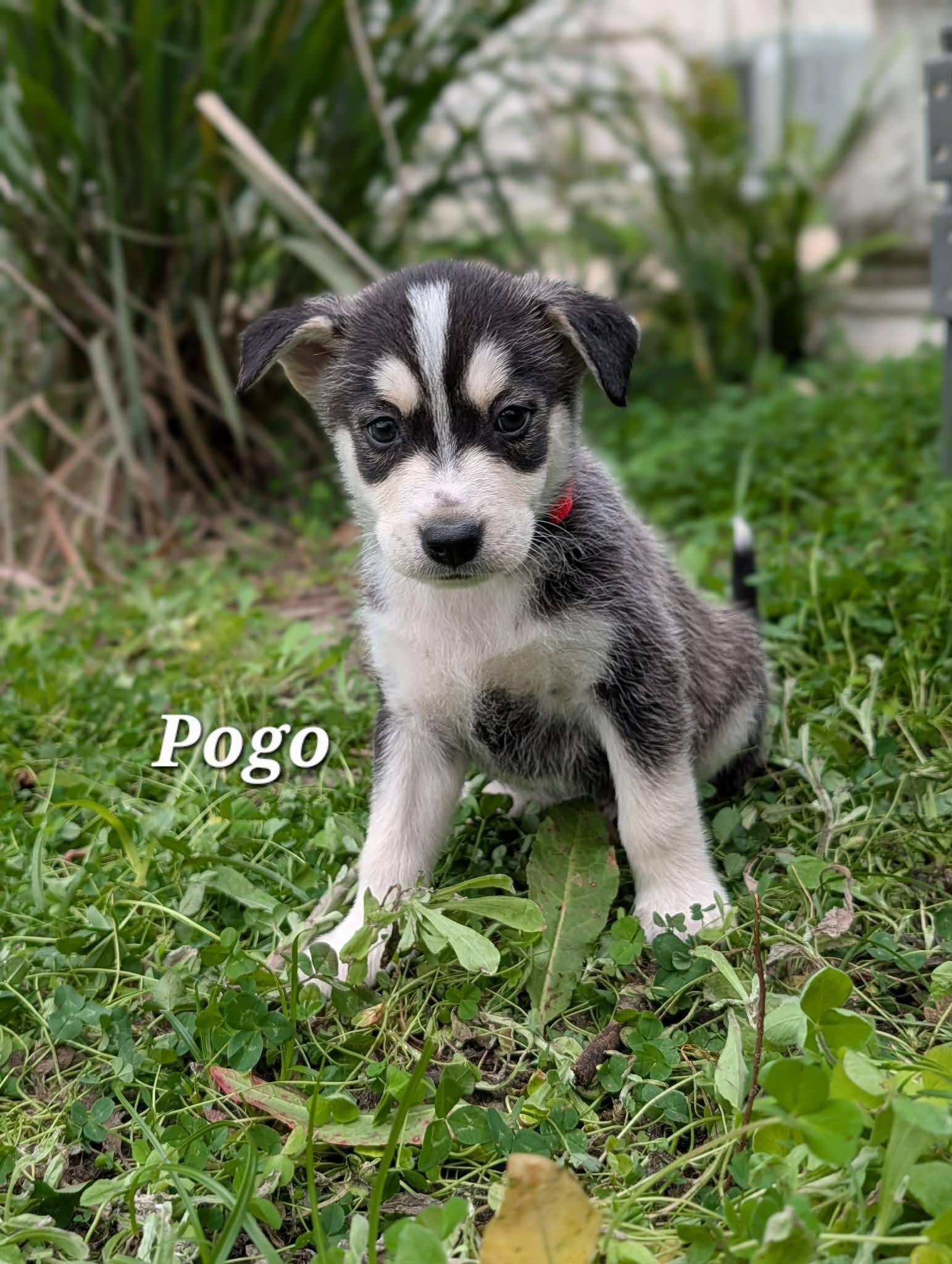Enlarge Pogo, a Adoptable mixed breed in Winter Springs, FL image 1/1
