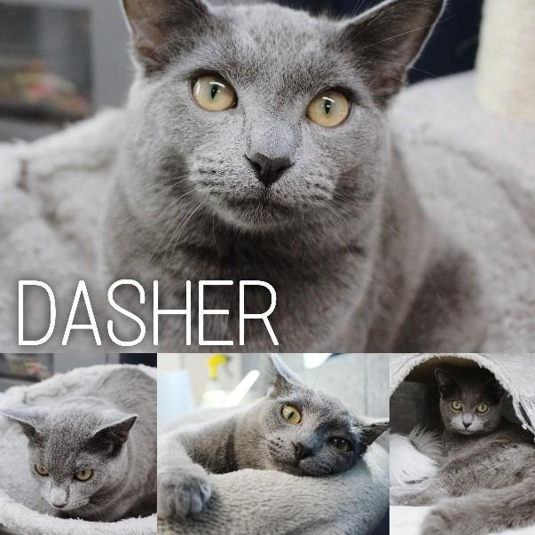 Dasher, Adoptable, Young Male Domestic Short Hair.