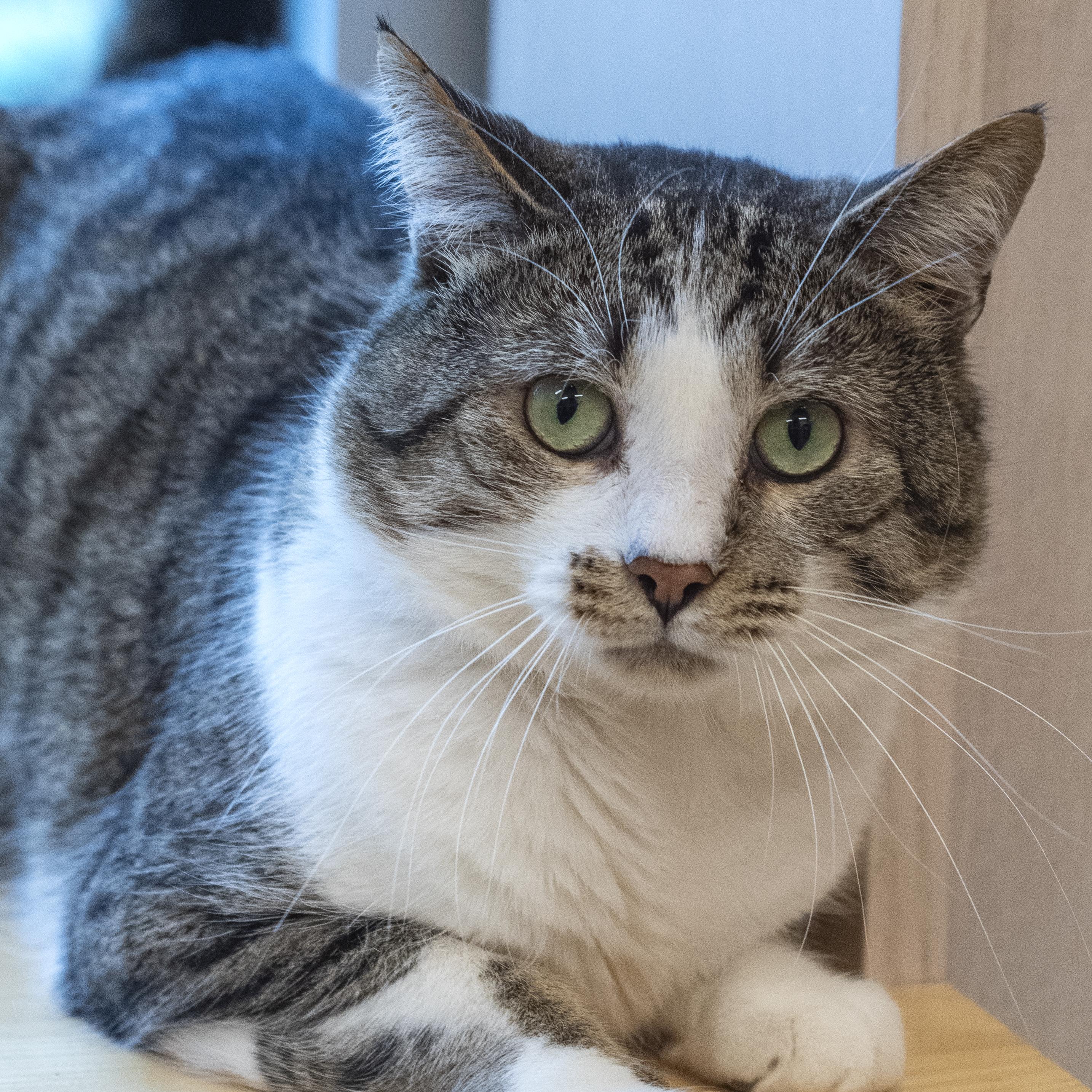 Enlarge Patches, a Adoptable Domestic Long Hair in Pontiac, MI image 1/1