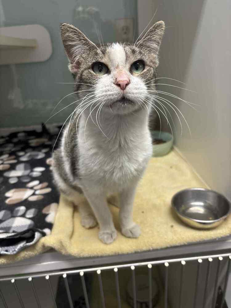 Aggie, Adoptable, Adult Female Domestic Short Hair.