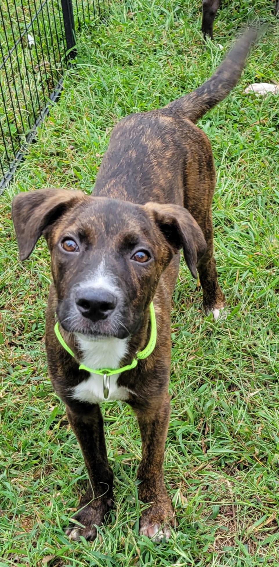 Enlarge Caelan, a Adoptable mixed breed in Elwood, NJ image 5/6