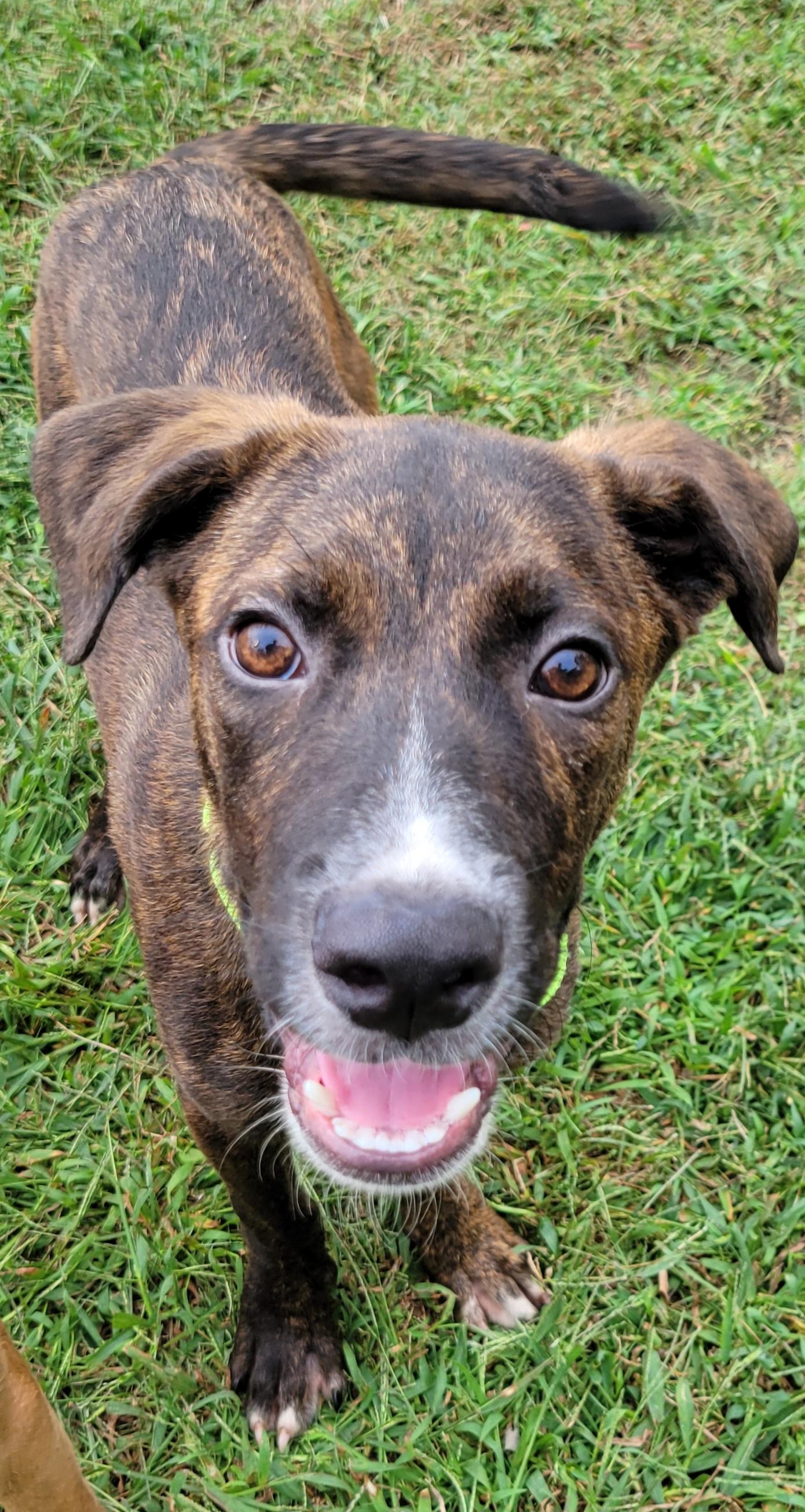 Enlarge Caelan, a Adoptable mixed breed in Elwood, NJ image 1/6