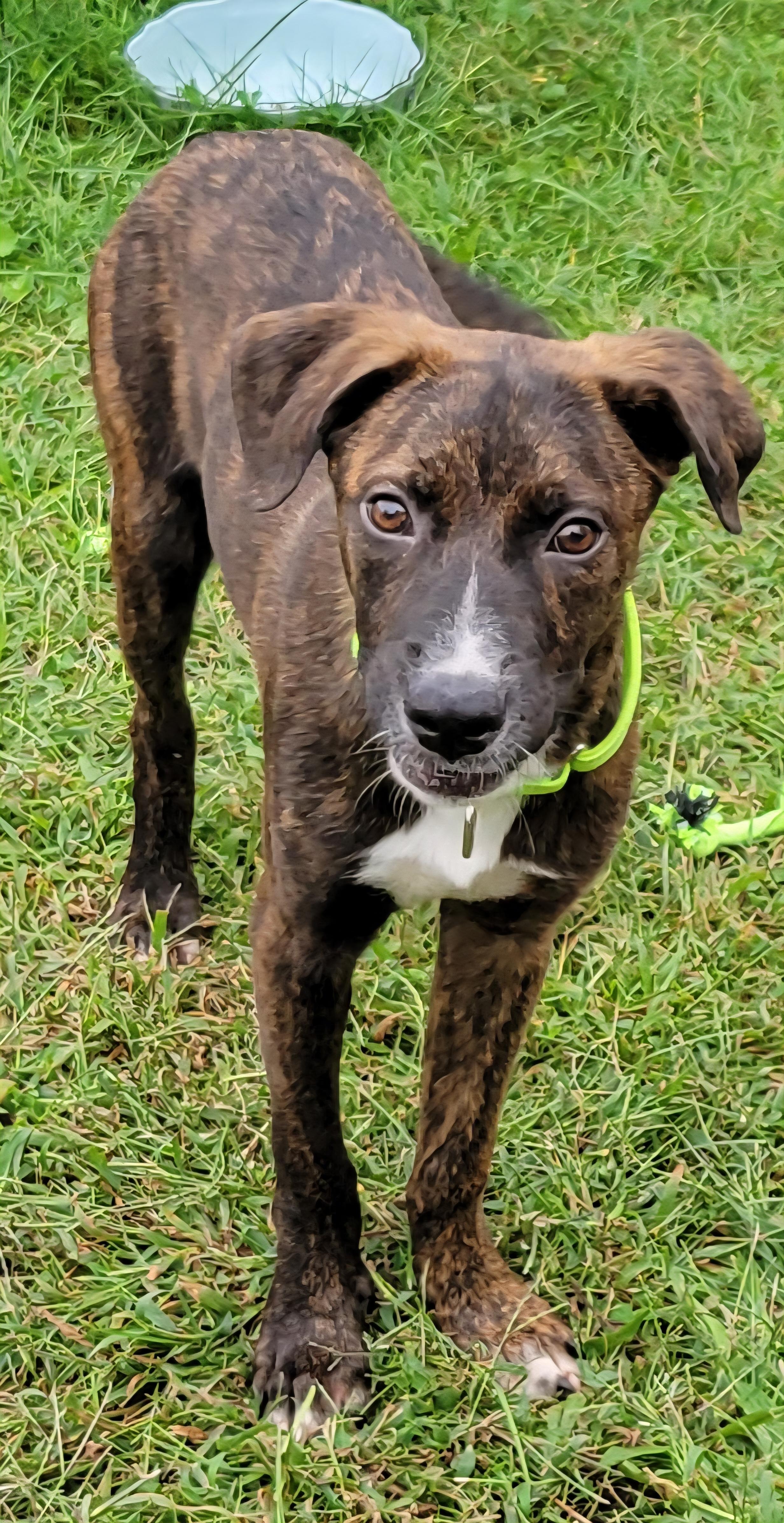 Enlarge Caelan, a Adoptable mixed breed in Elwood, NJ image 3/6