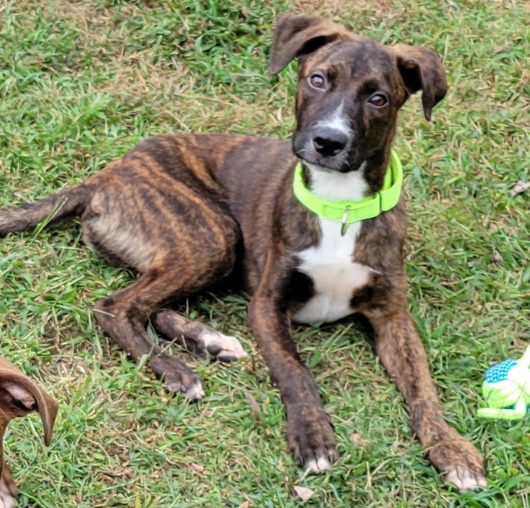 Enlarge Caelan, a Adoptable mixed breed in Elwood, NJ image 6/6