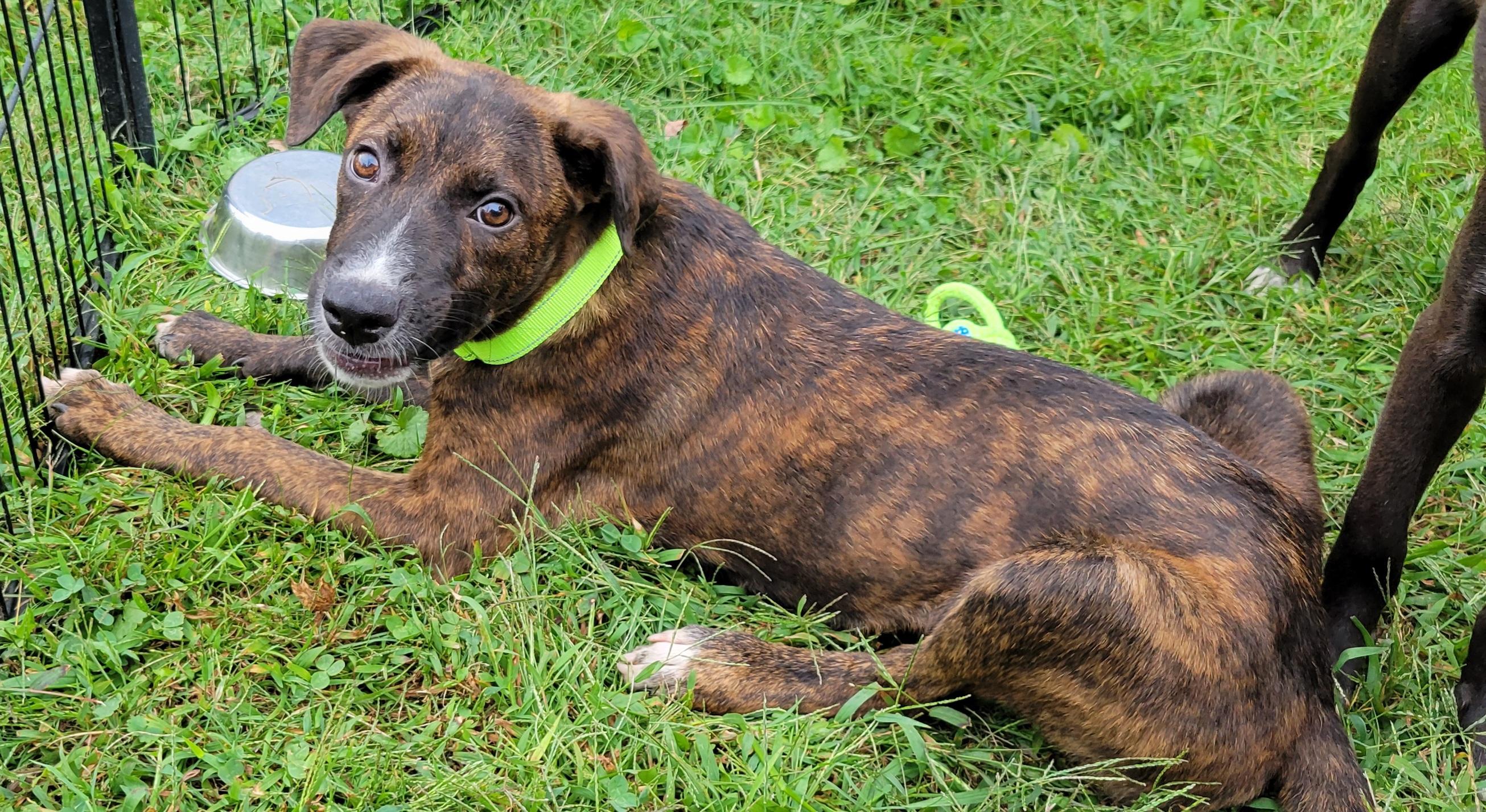 Enlarge Caelan, a Adoptable mixed breed in Elwood, NJ image 4/6