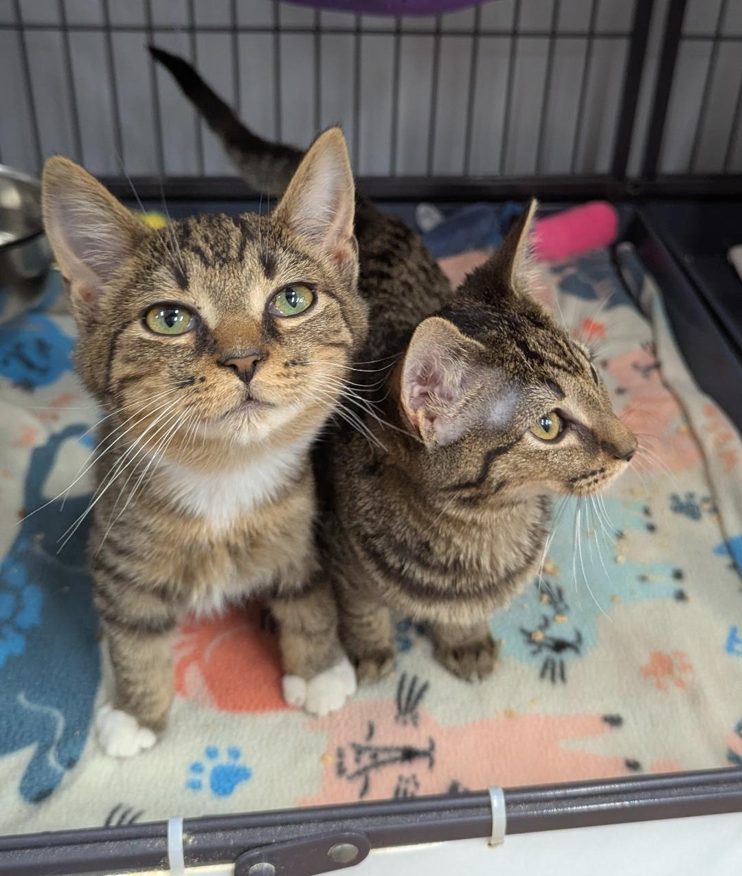 Mason (brother to Dixon), ADOPTABLE, Kitten Male Domestic Short Hair.