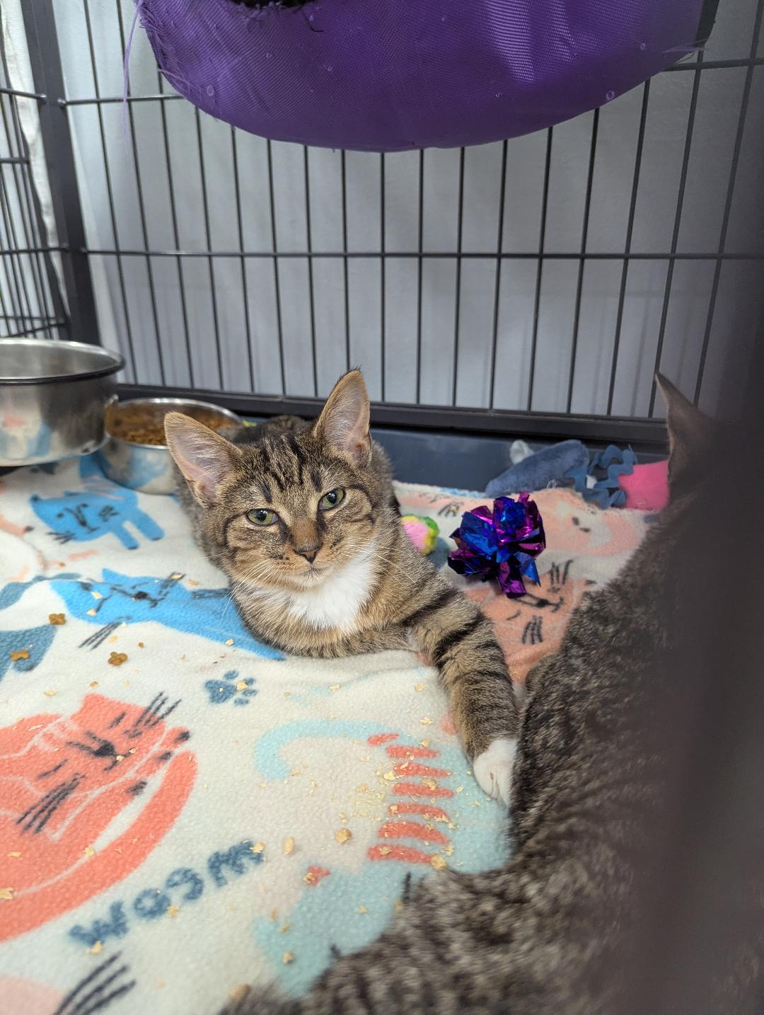 Enlarge Mason (brother to Dixon), a ADOPTABLE Domestic Short Hair in Mount Vernon, OH image 2/2