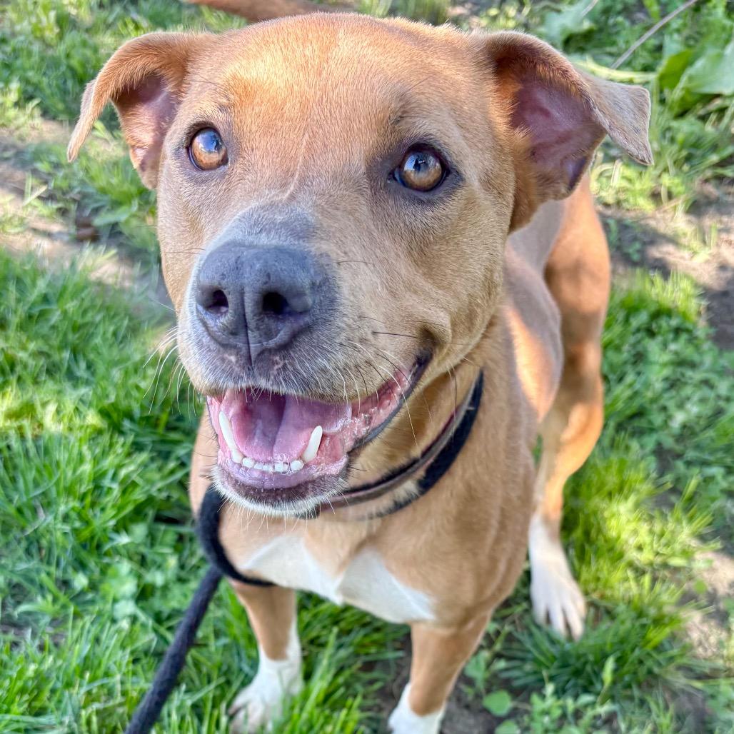 Enlarge Shilo, a Adoptable Pit Bull Terrier in St Joseph, MO image 1/2