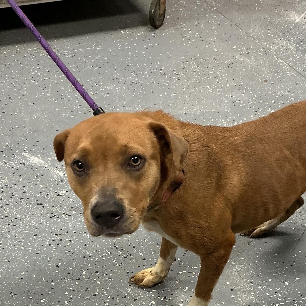 Enlarge Shilo, a Adoptable Pit Bull Terrier in St Joseph, MO image 2/2