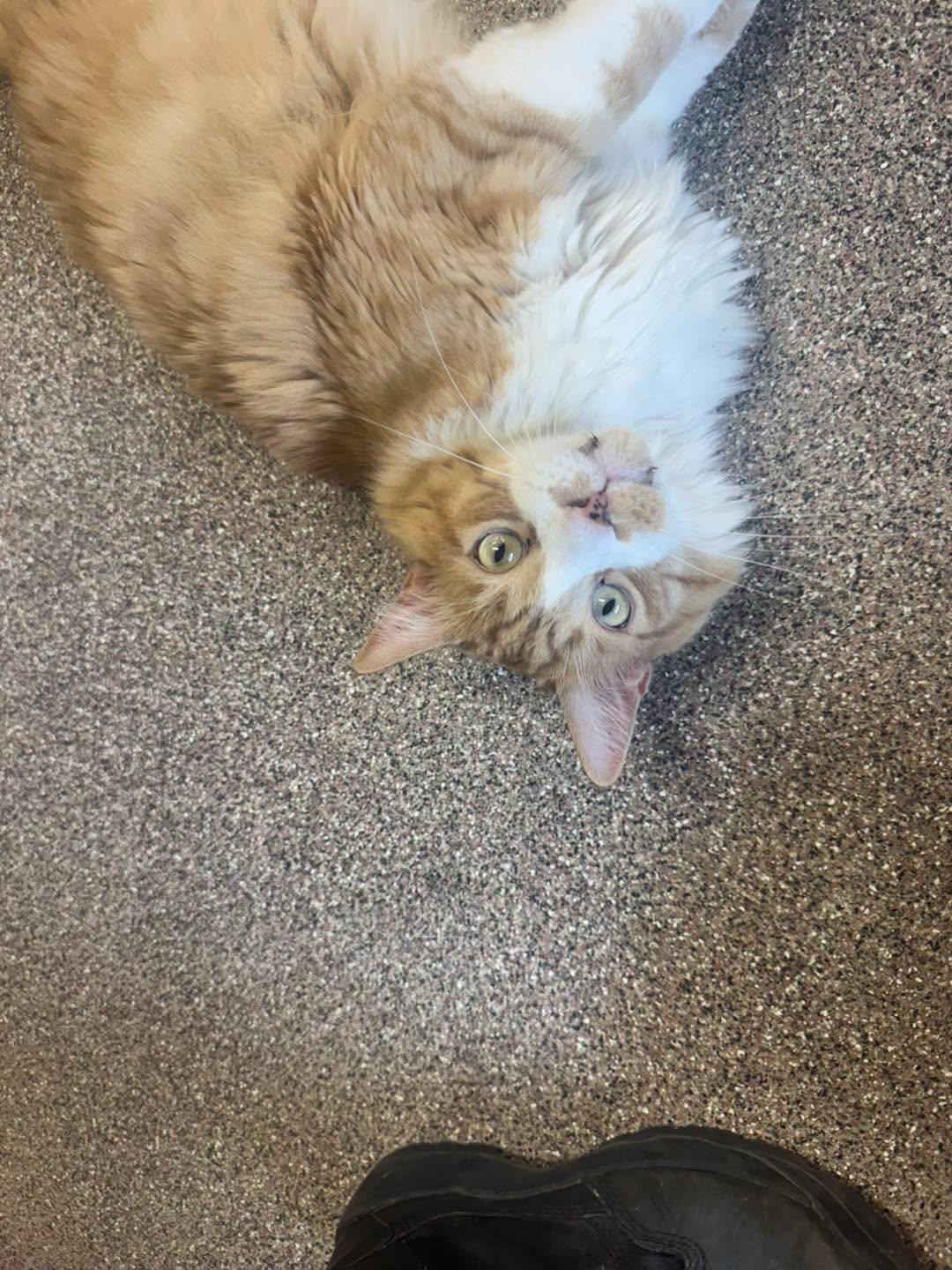 Boots, a ADOPTABLE Domestic Long Hair in Ivins, UT image 2/2