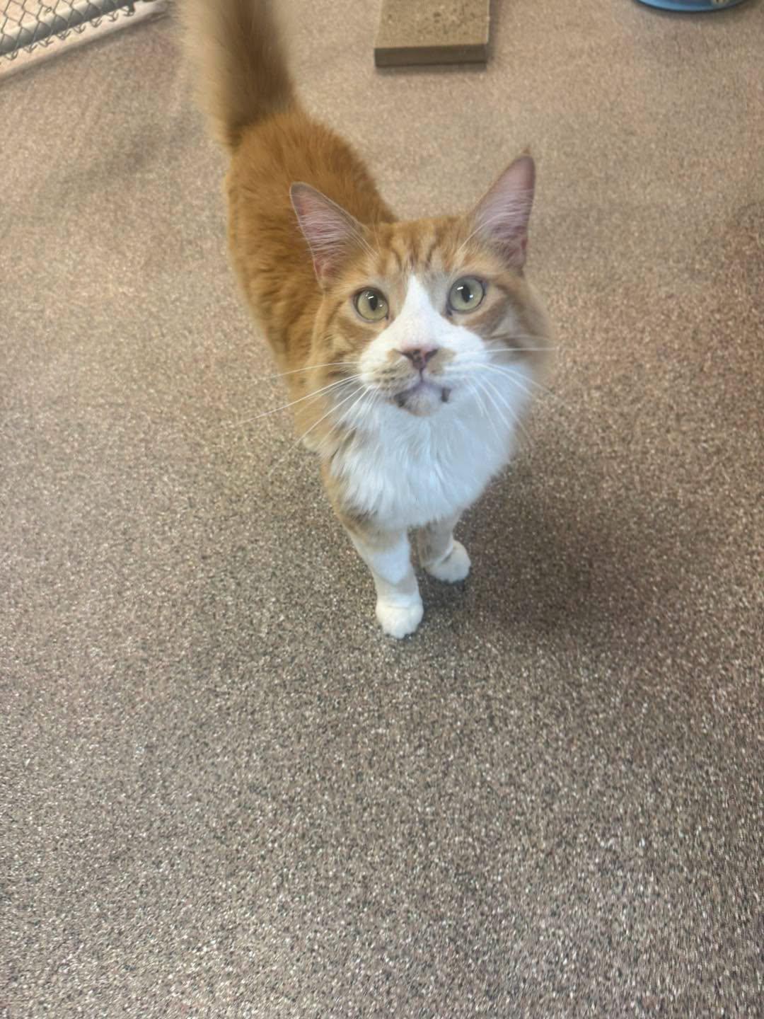 Boots, ADOPTABLE, Senior Male Domestic Long Hair.