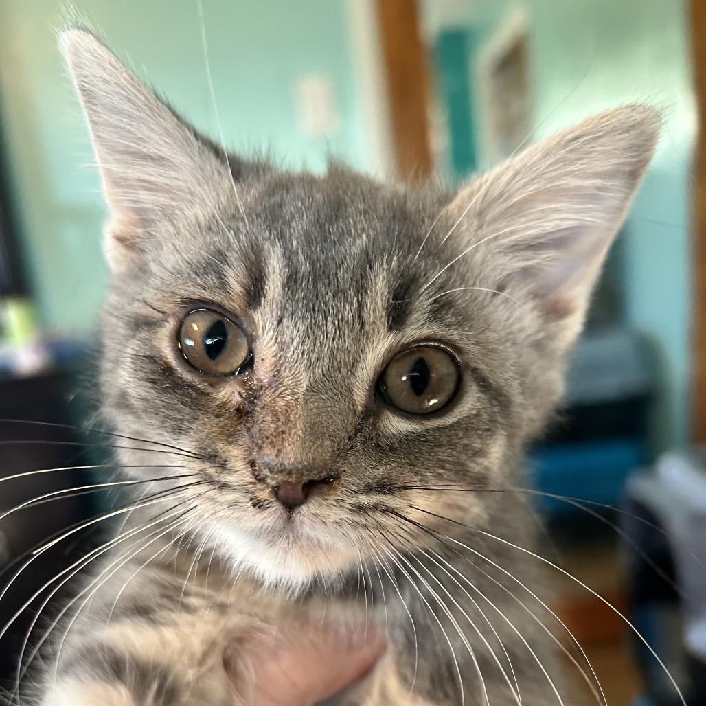 Willow, Adoptable, Kitten Female Domestic Short Hair.