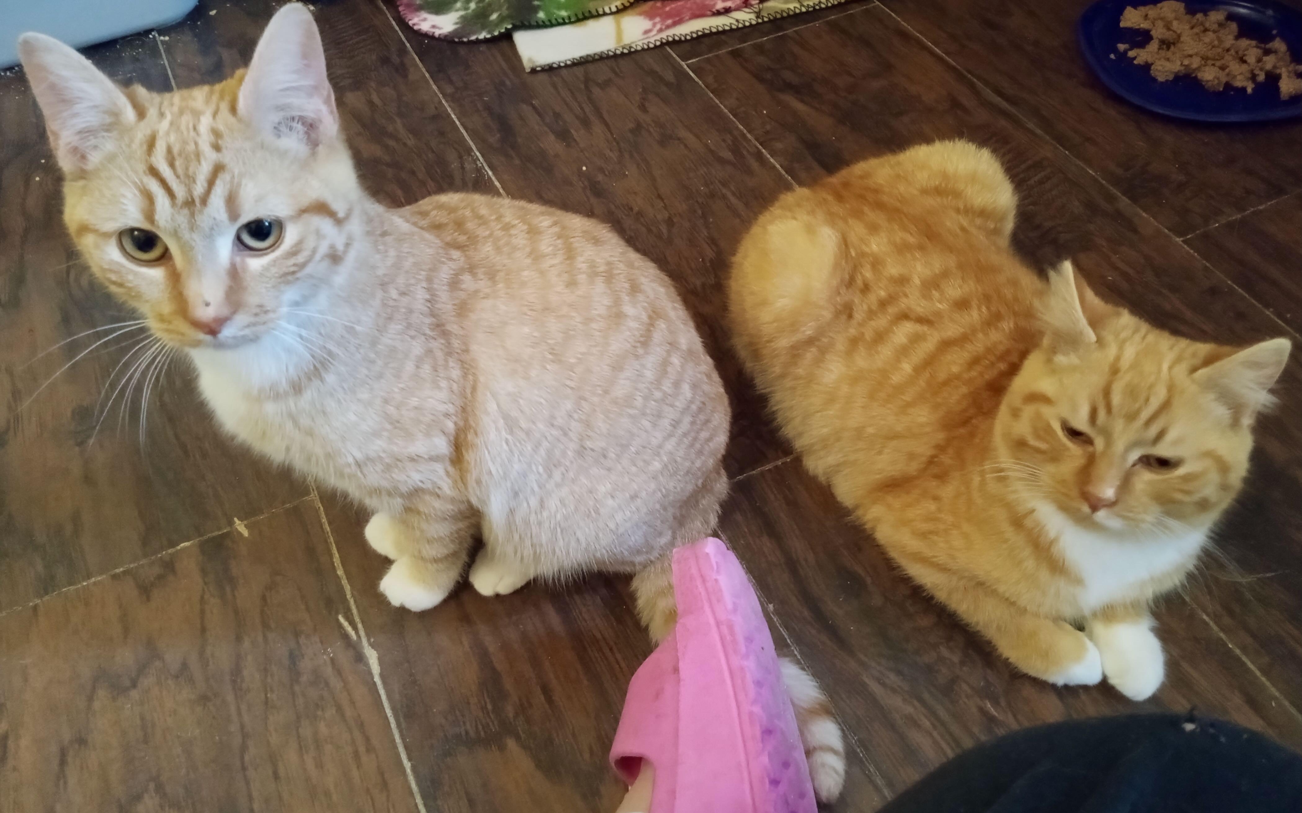 Enlarge Charles & Lola, a Adoptable Tabby in Seattle, WA image 6/6