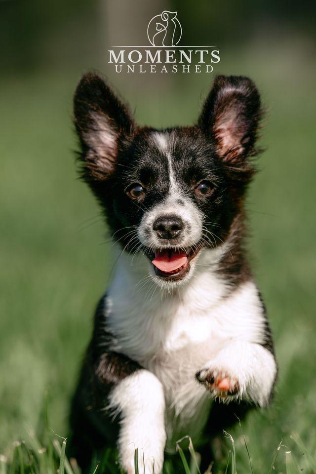 Minute Maid, an adopted mixed breed in Myakka City, FL image 5/5