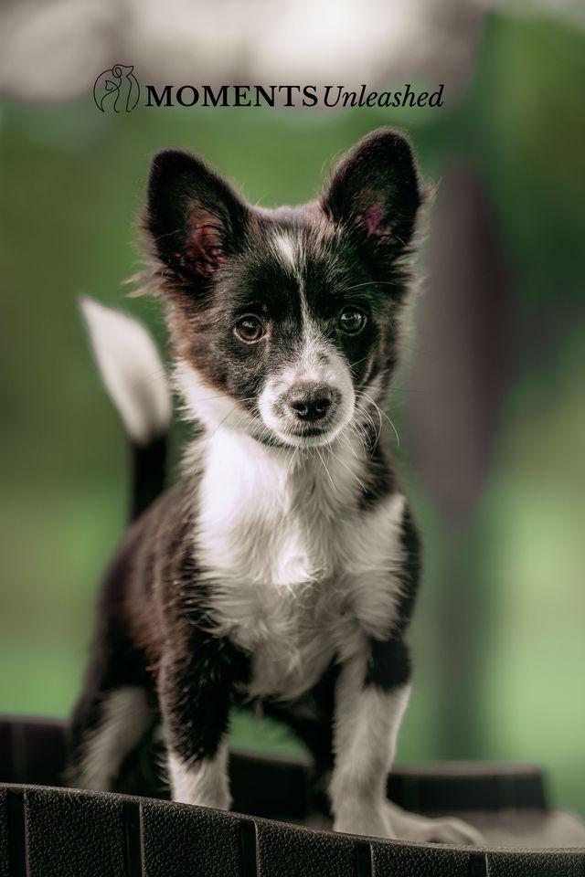Minute Maid, an adopted mixed breed in Myakka City, FL image 3/5
