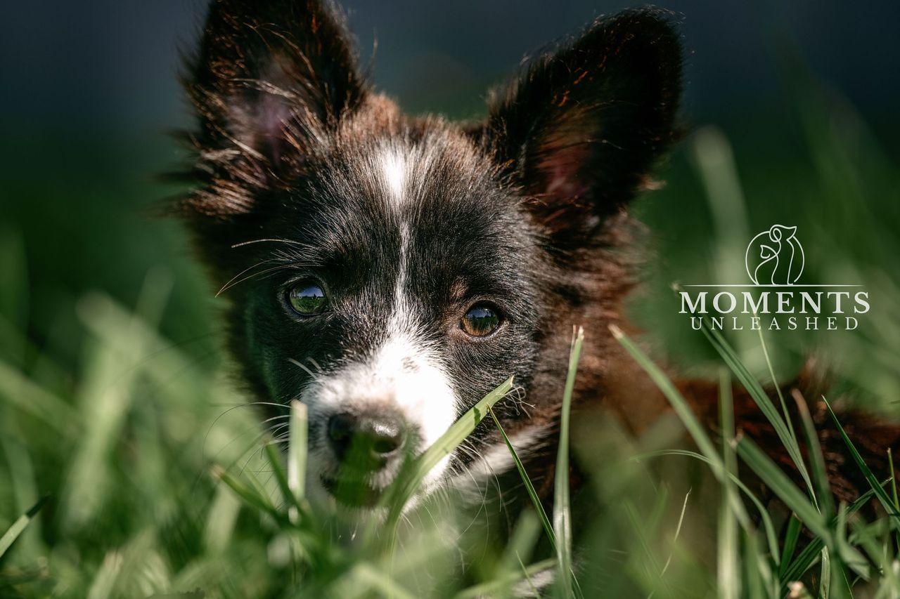 Minute Maid, an adopted mixed breed in Myakka City, FL image 2/5