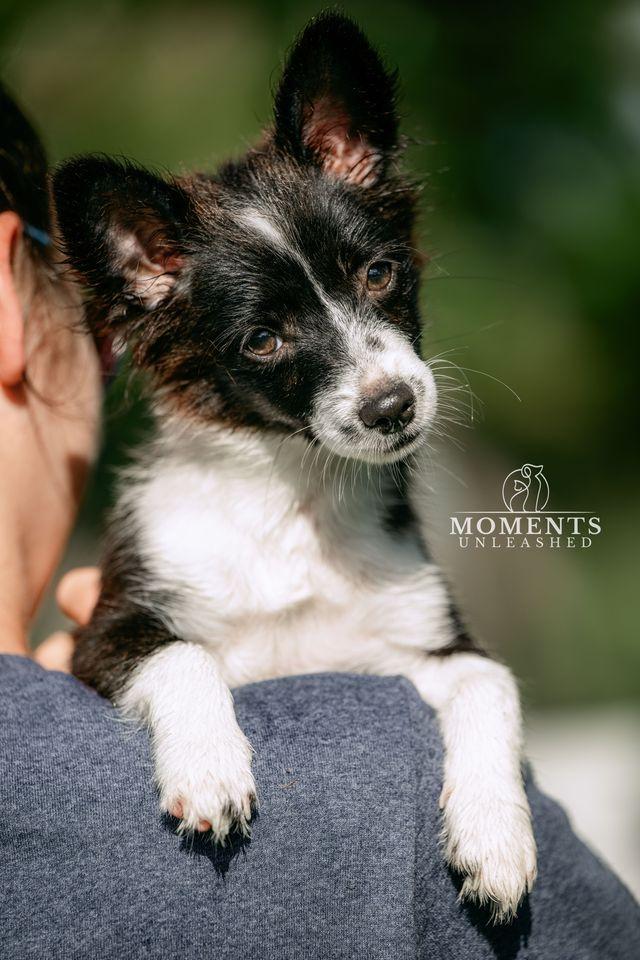 Minute Maid, an adopted mixed breed in Myakka City, FL image 1/5