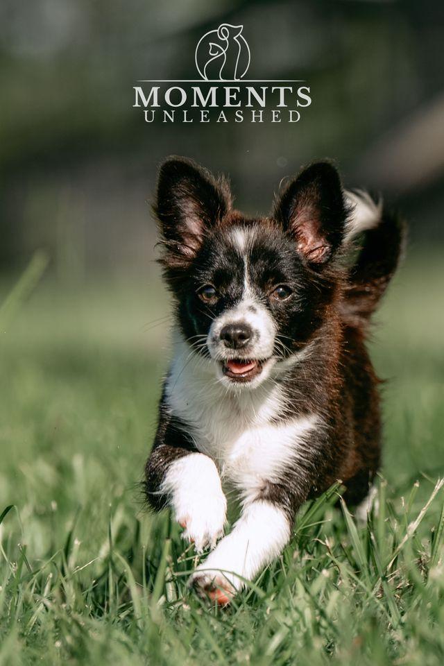 Minute Maid, an adopted mixed breed in Myakka City, FL image 4/5