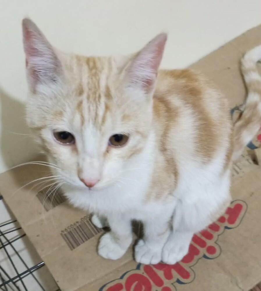 Enlarge Kalala, a Adoptable mixed breed in WOLCOTT, CT image 1/6