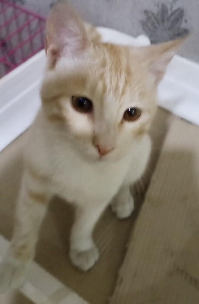 Enlarge Kalala, a Adoptable mixed breed in WOLCOTT, CT image 2/6