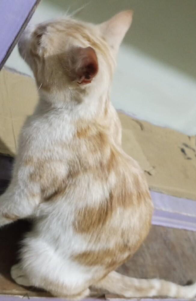 Enlarge Kalala, a Adoptable mixed breed in WOLCOTT, CT image 3/6