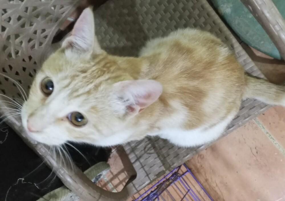 Enlarge Kalala, a Adoptable mixed breed in WOLCOTT, CT image 4/6