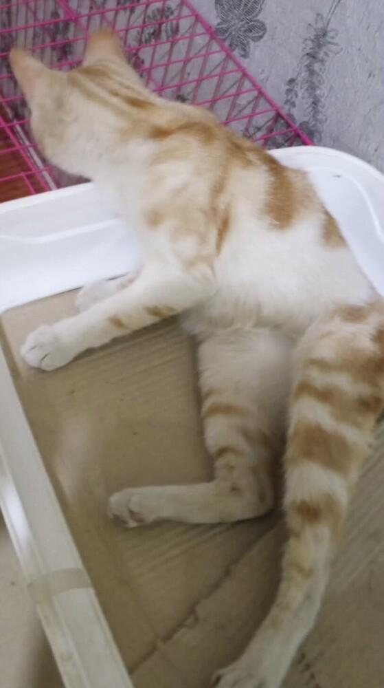 Enlarge Kalala, a Adoptable mixed breed in WOLCOTT, CT image 5/6