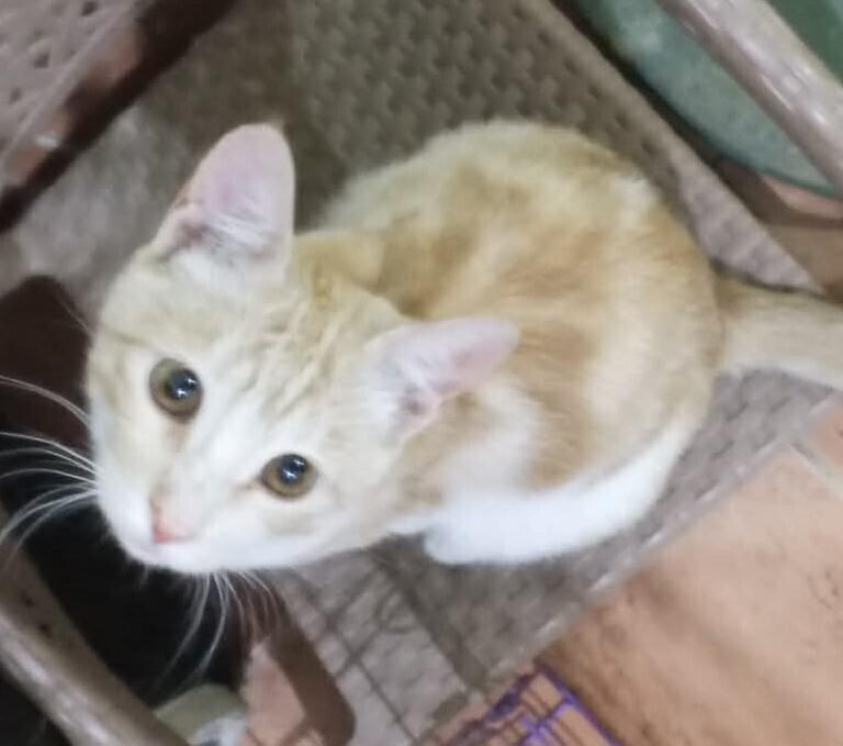 Enlarge Kalala, a Adoptable mixed breed in WOLCOTT, CT image 6/6