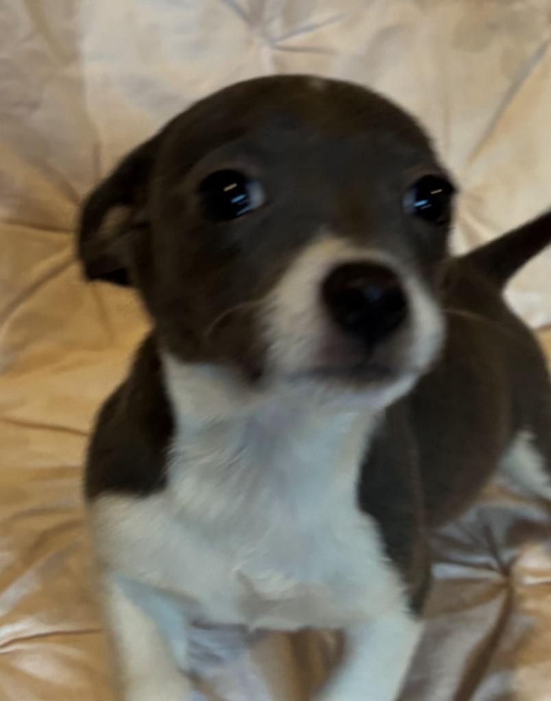 Squealer, Adoptable, Puppy Male Chihuahua & Beagle.