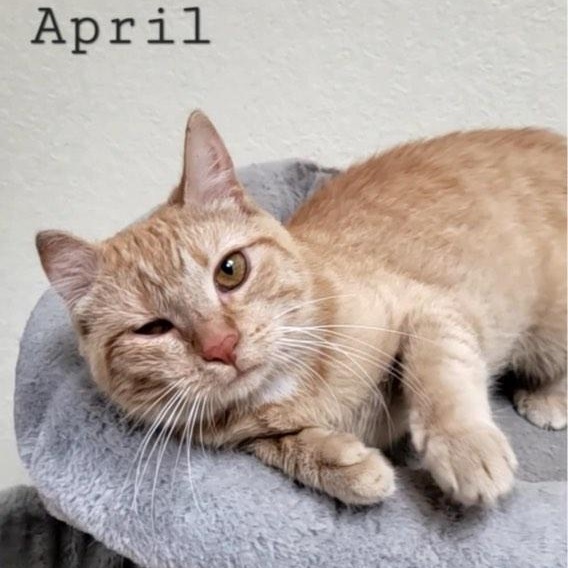 April, an adopted Domestic Short Hair in Rushville, IL_image-1