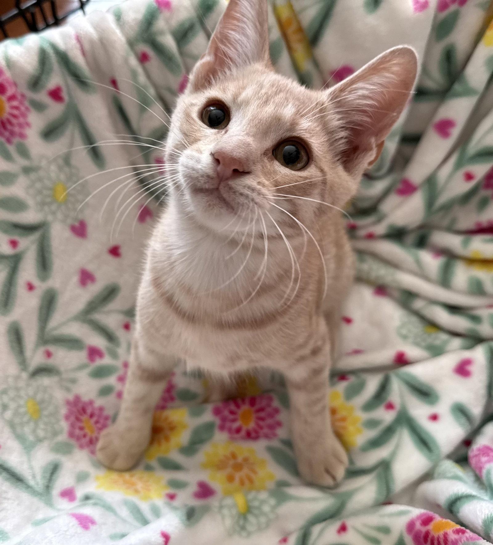 Pumbaa, Adoptable, Young Male Domestic Short Hair.