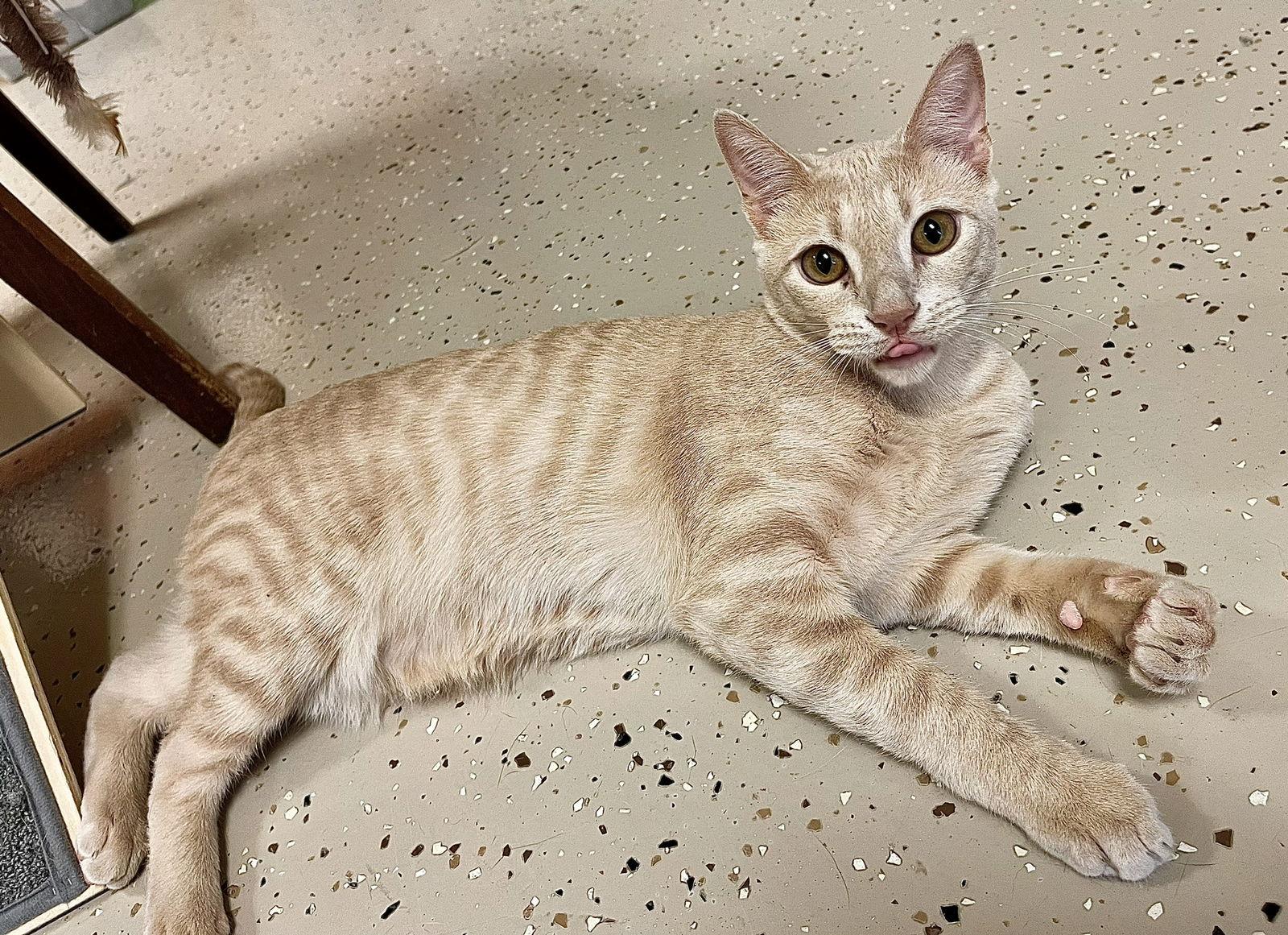 Custard, Adoptable, Young Male Domestic Short Hair & Tabby.