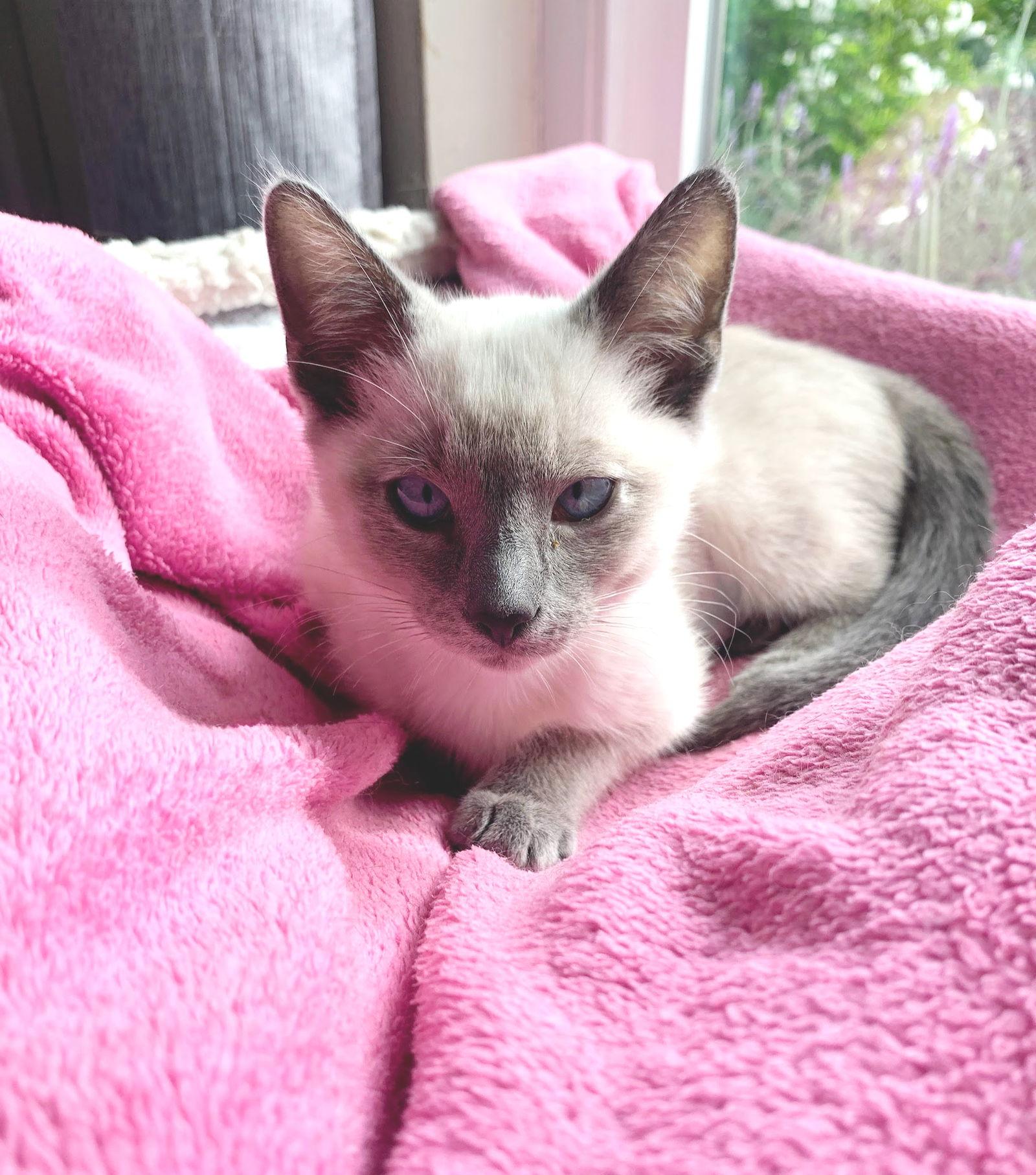 Tallulah, Adoptable, Kitten Female Siamese.