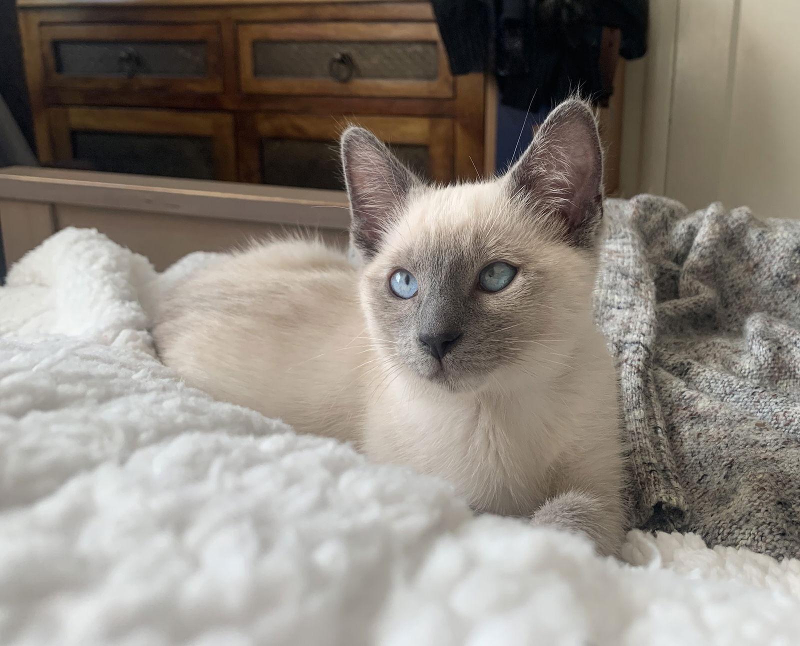 Enlarge Tallulah, a Adoptable Siamese in Alameda, CA image 2/3