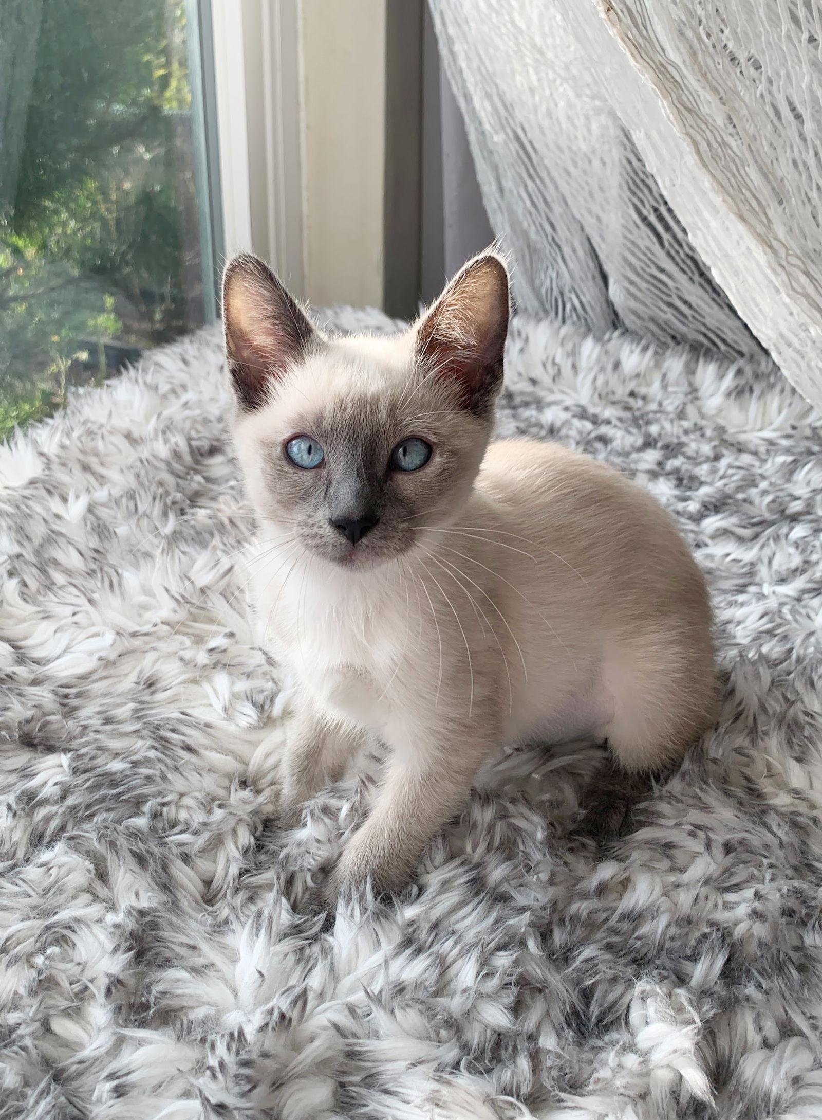 Enlarge Tallulah, a Adoptable Siamese in Alameda, CA image 3/3