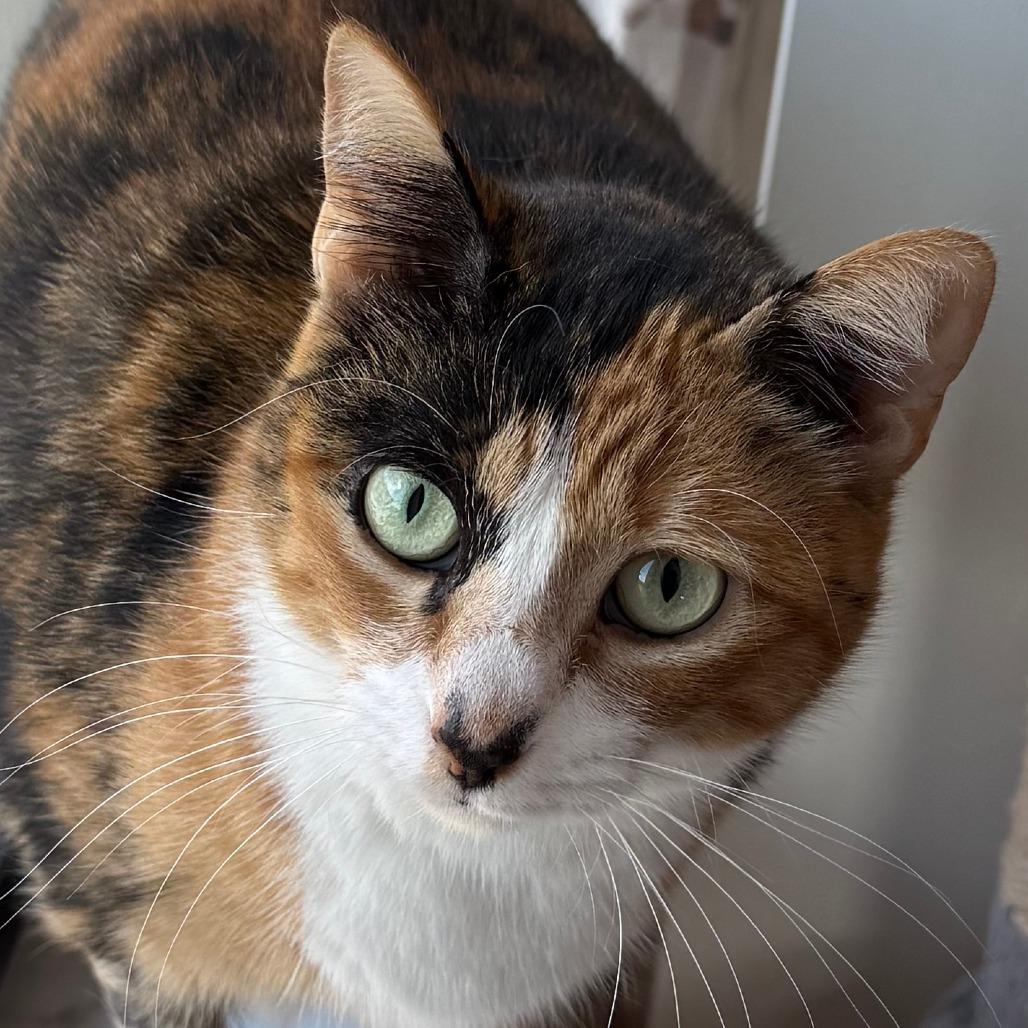 Enlarge Fendi, a ADOPTABLE Domestic Short Hair in Parkland, FL image 2/2