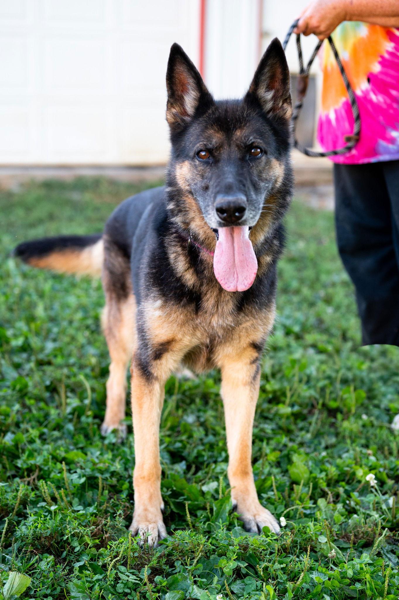 Beautiful, Adoptable, Adult Female German Shepherd Dog.