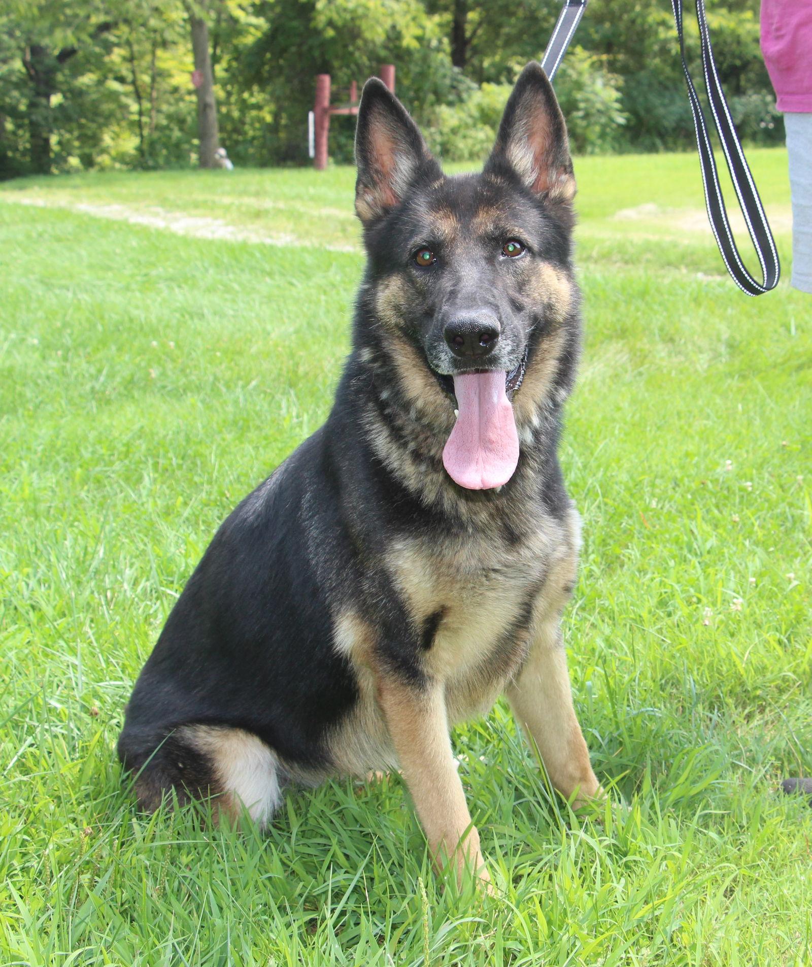 Enlarge Beautiful, a Adoptable German Shepherd Dog in Poland, IN image 3/3