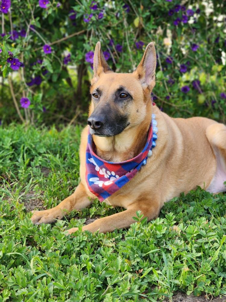 Aura, Adoptable, Adult Female German Shepherd Dog.