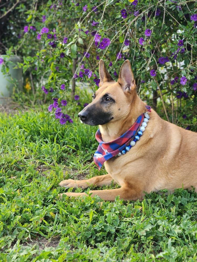 Aura, a Adoptable German Shepherd Dog in Hayward, CA image 2/6