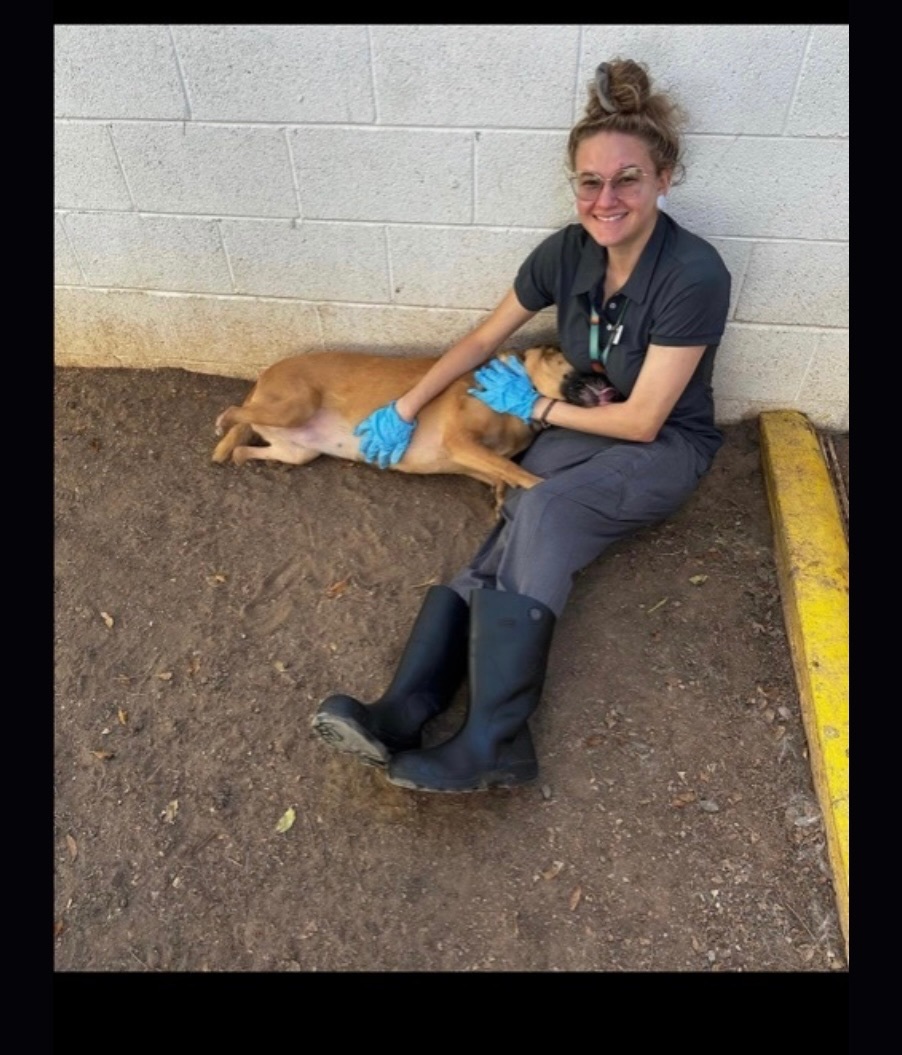 Aura, a Adoptable German Shepherd Dog in Hayward, CA image 4/6