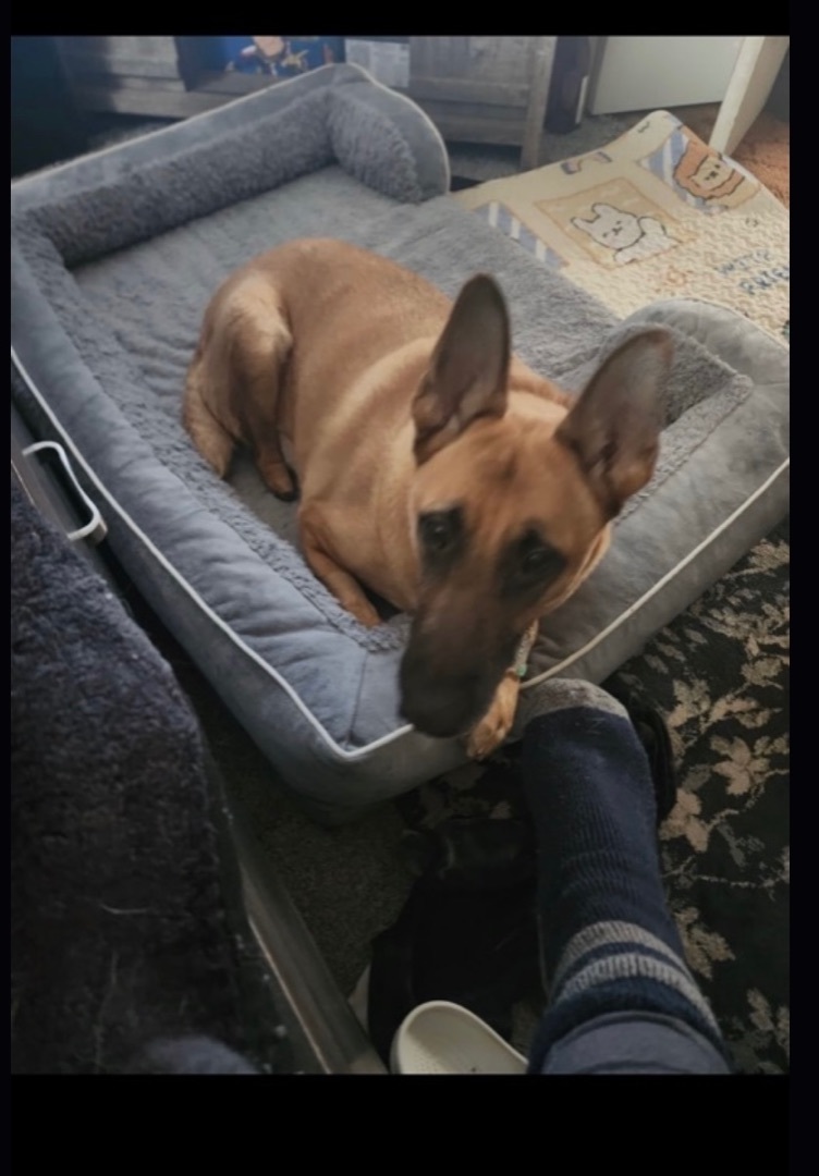 Aura, a Adoptable German Shepherd Dog in Hayward, CA image 5/6