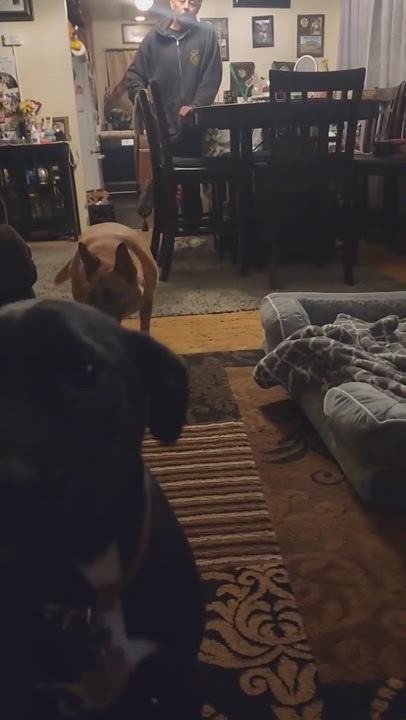 Enlarge Aura, a Adoptable German Shepherd Dog in Hayward, CA video 6/6