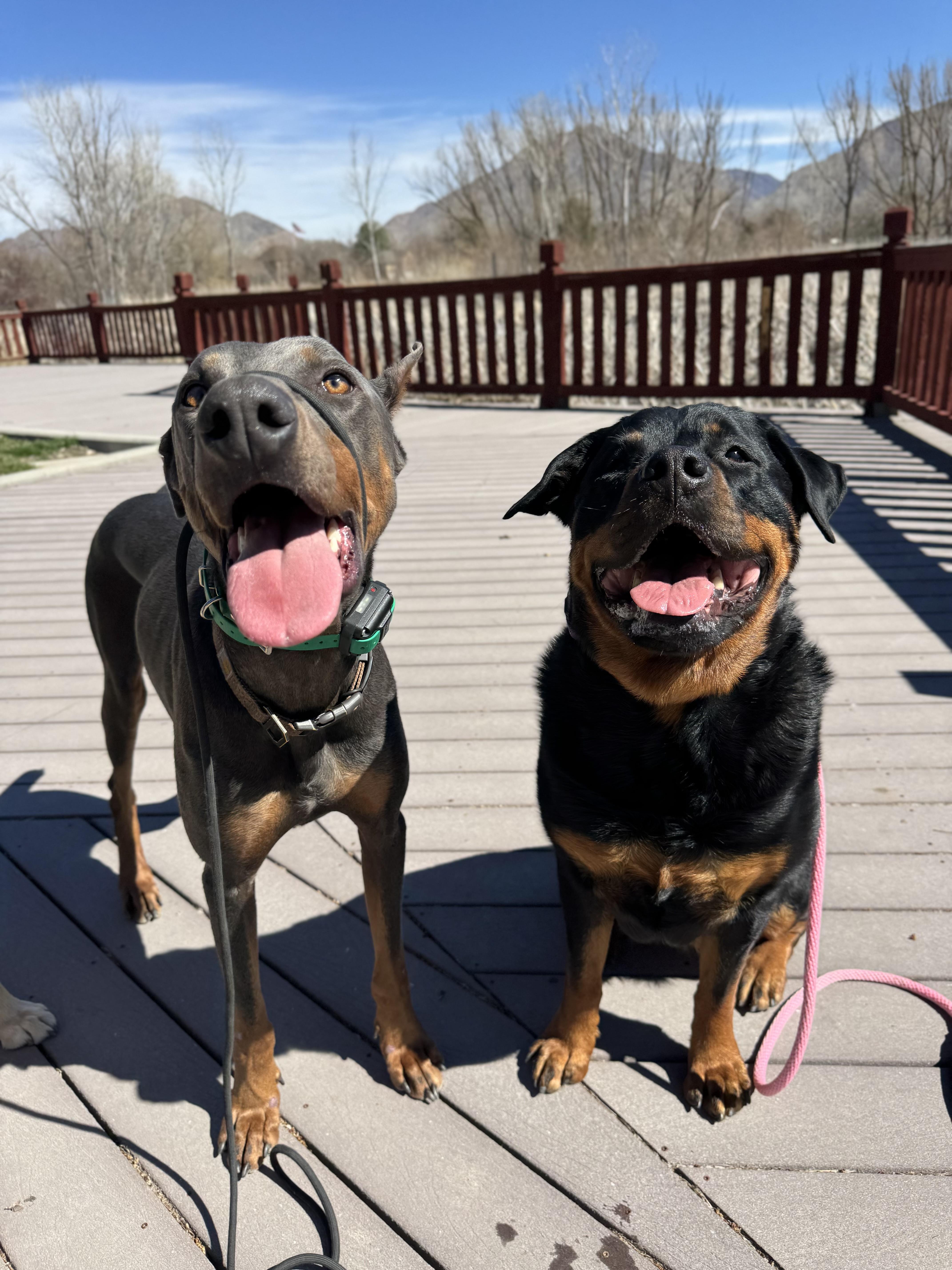 Enlarge Drako, a Adoptable Doberman Pinscher in salt lake city, UT image 5/6