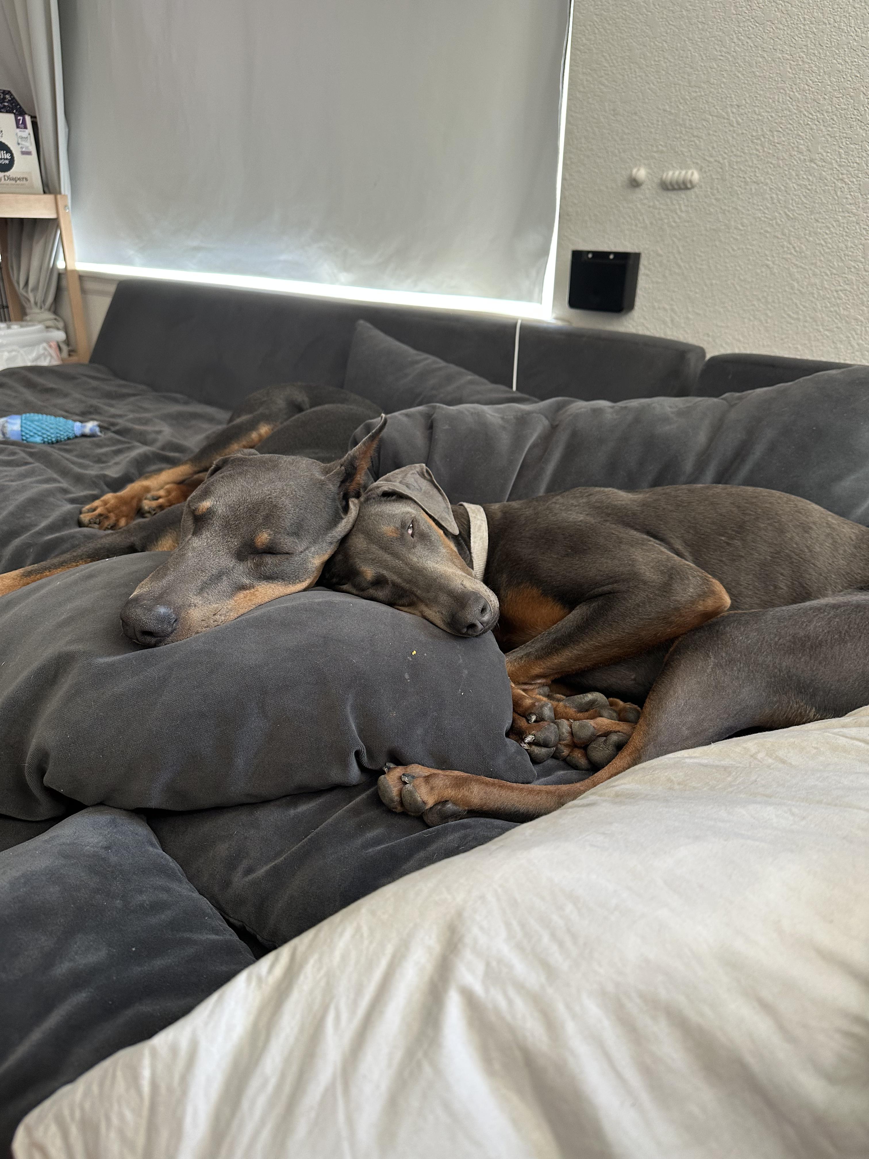 Enlarge Drako, a Adoptable Doberman Pinscher in Boulder , CO image 3/5